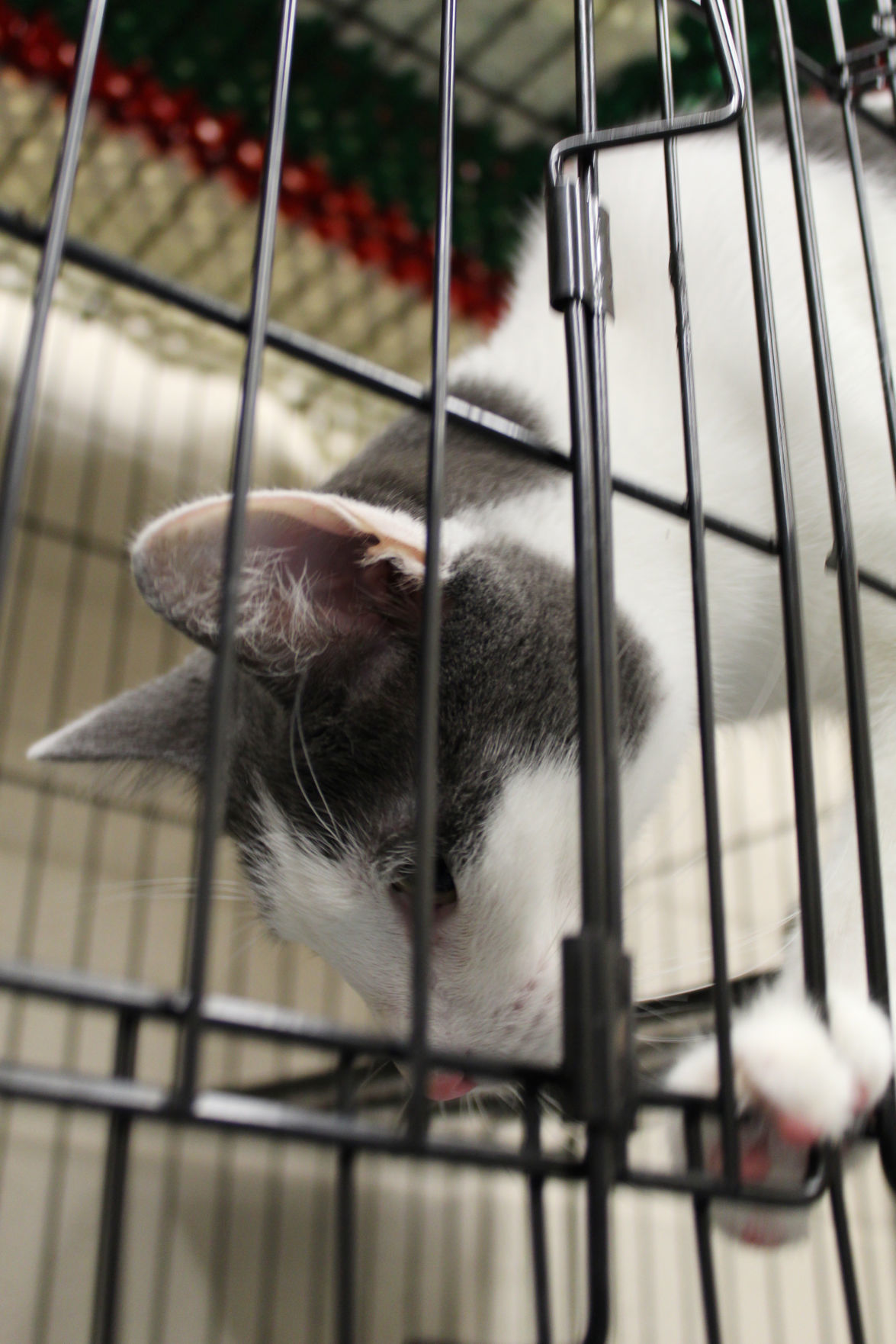 Couple donates washer to Lake County animal shelter